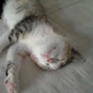 Meet your Posher, Joy